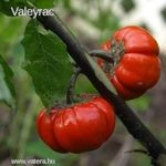 Afrikai VÖRÖS PADLIZSÁN - Solanum integrifolium - magok (5+) - AKCIÓ! - So 001 fotó