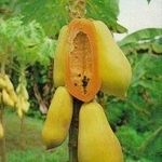 Papaya / dinnyefa - Carica papaya - (5+) magok - AKCIÓ! - Gx 007 fotó