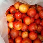Azori napkelte SZAMÓCAGUAVA - Psidium cattleyanum - magok (5+) - ÍZLETES RITKASÁG! - Gx 061 fotó