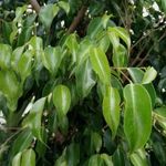KISLEVELŰ FIKUSZ - Ficus benjamina magok (25+) - LÁTVÁNYOS ÖRÖKZÖLD!! -virágmagok - Gx 184 fotó