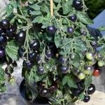 Lila Törpike / Micro Purple PARADICSOM magok (5+) - BALKONLÁDÁBA IS! - P 517 fotó