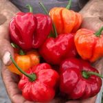 Aji Dulce Puerto Rico CHILI magok (5+) - ÍNYENCSÉG!!! - Ch 209 fotó