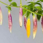 Aji Challuaruro Amarillo CHILI (5+) magok - CSODASZÉP KÜLÖNLEGESSÉG! - Ch 210 fotó