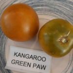 Kangaroo Green Paw PARADICSOM magok (5+) - KITŰNŐ ÍZVILÁG! - P 362 fotó