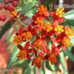 Selyembokor/kínai leander....Asclepias curassavica.......5 SZÍNBEN......./5mag/ NÖV.-169 fotó