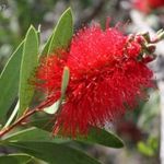 Kefevirág (Callistemon citrinus).......50 mag................NÖV.-310 fotó