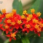 Kínai leánder (Asclepias curassavica)magok!6db mag fotó