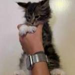 Nőstény Maine Coon fotó