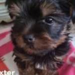 Dexter a Yorki fotó
