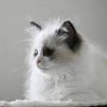 Ragdoll - Törzskönyvezett seal bicolor nőstény TENYÉSZTÉSRE - KIÁLLÍTÁSRA fotó
