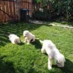 Komondor kölykök fotó