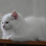 Ragdoll kandúr - Törzskönyvezett creme bicolor kandúr TENYÉSZTÉSRE - KIÁLLÍTÁSRA fotó