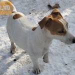 Jack Russel terrier kiskutyák! fotó
