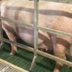 Agusztus 21 i ellésű Törzskönyves nagy fehér első ellésű vemhes koca fotó