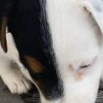 jack russel kiskutya fotó