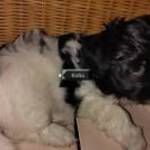Fajtatiszta Bichon Havanese kiskutyák eladó! fotó