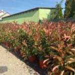 Photinia , ,Red Robin, , Korallberkenye 80-100cm Termelőtől! Országosan! fotó
