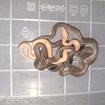 Afrikai házisikló (Lamprophis fuliginosus) fotó