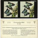 Sztereo fotó: Lepke, Chromoplast Verlag. fotó