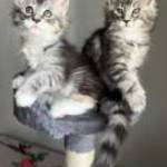 Maine Coon kiscicák örökbefogadásra fotó