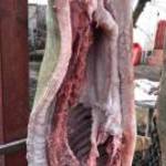 MANGALICA, élve, hízó hasítva, eladó tanyasi tartásból őstermelőtől! Szállítás lehetséges! fotó