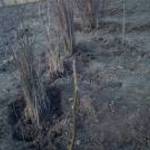 Milotai magonc diófa csemete eladó 40cm -től. 10cm/200 fotó