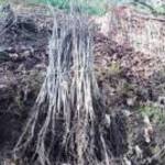 Milotai 10-es magonc diófa csemete eladó 40cm-1m-ig.10cm/150ft fotó