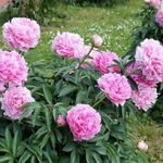 Lágyszárú bazsarózsa/Peonia fotó