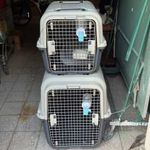 Eladó kutyaszállító box fotó