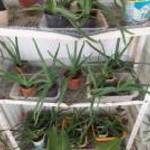 Eladó egészséges Aloe Vera növény fotó