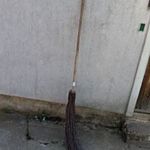 vesszőseprű fotó