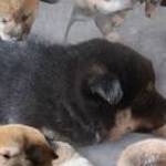 Shiba inu minőségi kiskutyák fotó