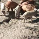 Mangalica malacok fotó
