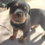 Minőségi Rottweiler kiskutyák szerető családba költöznének fotó