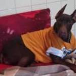 Eladó sajnos költözés miatt egy gyönyörű Dobermann szuka kutyus. fotó