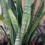 Agave, anyósnyelv fotó
