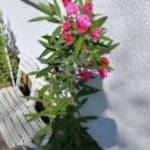 Splendens Giganteum leander Nerium oleander rózsaszín teltvirágú fotó
