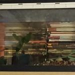 Akvárium lámpával mű fatörzzsel, kaviccsal, növénnyel, merítőhálóval fotó