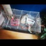 Ferplast kisállat ketrec eladó fotó