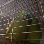 Kékhomlokú amazon pár fotó