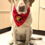 kutya kendő kérhető hímzéssel nyakörvre fűzhető fotó