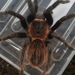 Eladó madárpókok fotó