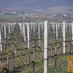 Szőlőoszlop, szőlőkaró, vadháló, huzal, drótkerítés, kerítés fotó