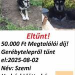 Keresem a kutyám ! Debrecen fotó