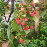 málnatő Sugana folytontermő fotó