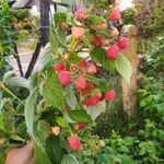 málnatő Sugana folytontermő fotó