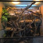 Eladó terrárium (kaméleon, hüllő) teljesen berendezett, teljes felszereléssel fotó