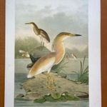 1905 Üstökösgém nagy méretű olajnyomaton - rendkívül dekoratív nyomat 30x40 cm fotó