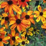 Kisfészkű kúpvirág 50 szem / csomag fotó