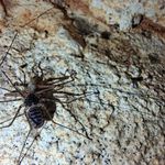 E. bacellifer ifjoncok eladók Ajkán! fotó